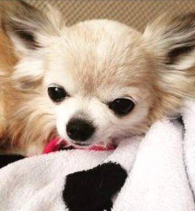 Chihuahua bundled up in blanket